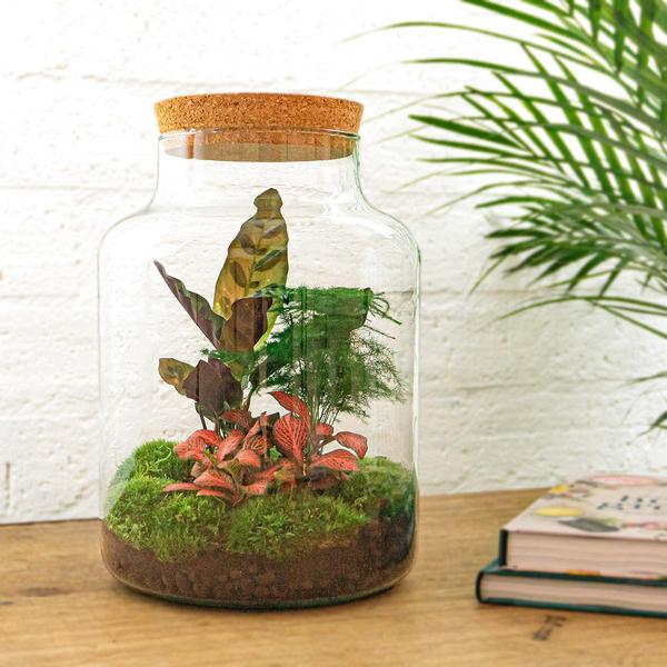 DIY terrarium - Milky - ↕ 30 cm - Rake + Shovel + Tweezer  BotanicBridge