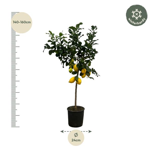 Citrus Lemon (Citroenboom) - 150 cm - Ø24cm  BotanicBridge