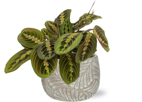 Maranta Fascinator - Ø12cm - ↕20cm + Stone Leaf Bolpot D12/13,5x11cm - Grijs  BotanicBridge