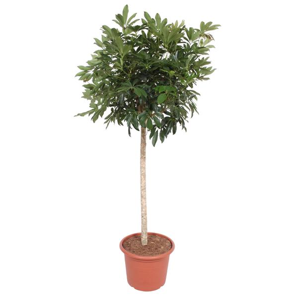 Schefflera Arboricola Compacta boom - 190 cm - ø45  BotanicBridge