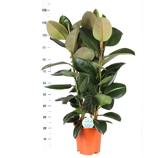 Ficus Elastica Robusta Ø27cm - ↕115cm  BotanicBridge