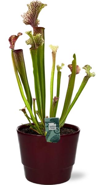 Sarracenia Judith Hindle - Ø12cm - ↕30cm + Pot Basic D14,5x12cm - Bordeaux  BotanicBridge