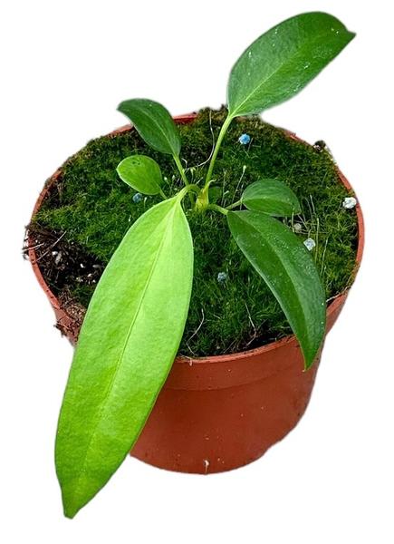 Anthurium Wendlingeri - Ø10,5cm - ↕15cm  BotanicBridge