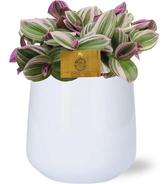 Tradescantia Nanouk - Ø15cm - ↕25cm + Puglia Pot D16,5/18x16cm - Wit  BotanicBridge