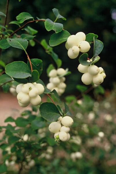 Symphoricarpos ch. 'Hancock' - ↕10-25cm - Ø9cm - 12x  BotanicBridge