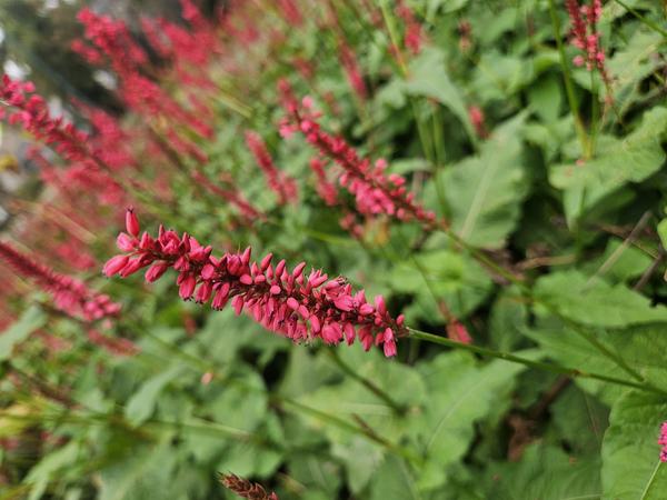 Persicaria amplexicaulis - ↕10-25cm - Ø9cm - 20x  BotanicBridge