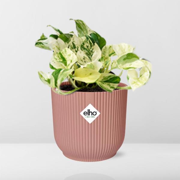 Epipremnum Pinnatum Happy Leaf in ELHO Vibes Fold 14cm roze  BotanicBridge