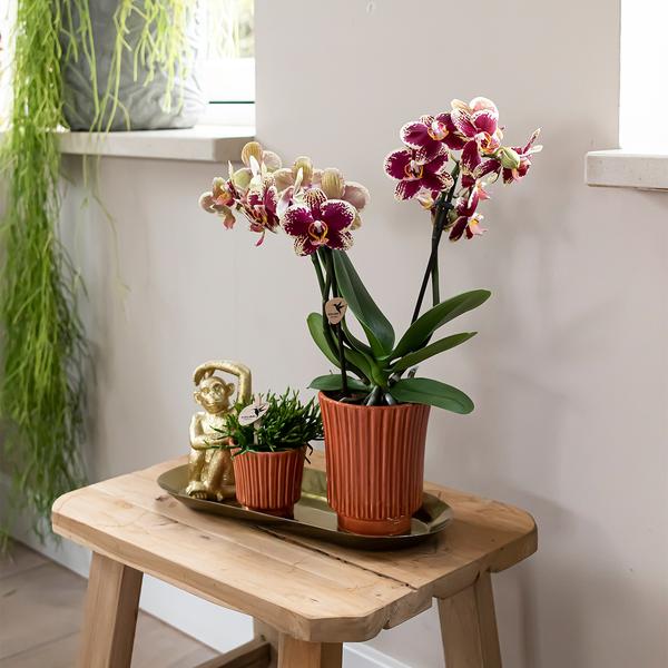 Kolibri Orchids | Plantenset Culture Cocktail terracotta small | Groene planten met Phalaenopsis orchidee in Retro terracotta sierpotten en gouden dienblad  BotanicBridge