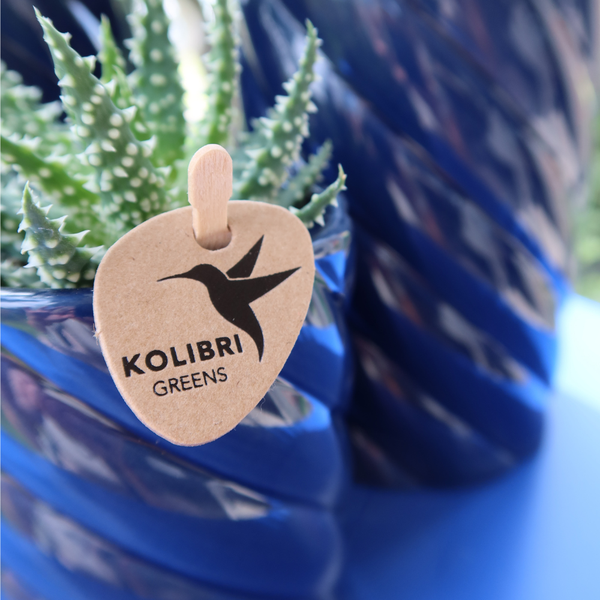 Kolibri Home | Candy sierpot | Hoog - Blue - Ø6cm  BotanicBridge