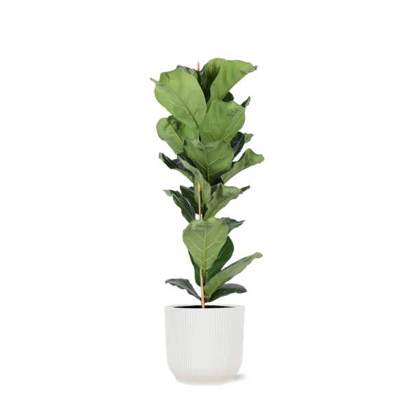 Ficus Lyrata - Ø21cm - ↕90cm in Vibes WIT pot  BotanicBridge