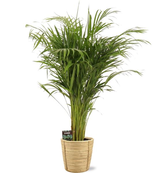 Dypsis Lutescens - Ø21cm - ↕110cm + Bibek Pot D22x22cm - Naturel  BotanicBridge