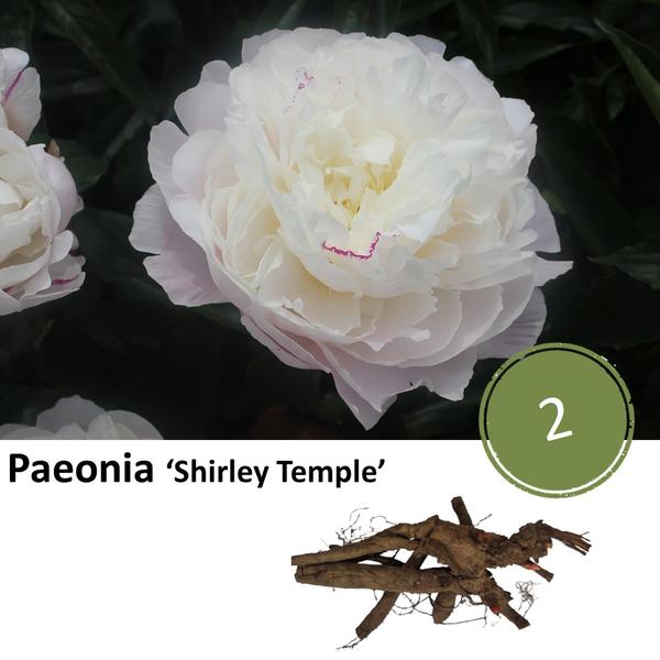 Paeonia 'Shirley Temple' - 2x  BotanicBridge