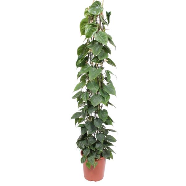 Philodendron Scandens gaasrek - 160 cm - ø27  BotanicBridge