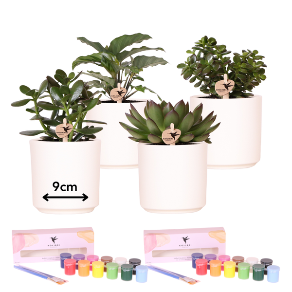 Kolibri Creatives | Verfpakket voor het schilderen van 4 bloempotten + succulenten | voor 4 personen | Beginnende artiest  BotanicBridge