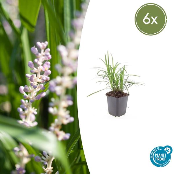 Liriope muscari 'Moneymaker' - ↕10-25cm - Ø9cm - 6x  BotanicBridge