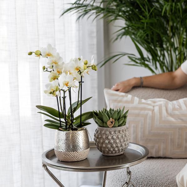 Kolibri Orchids | witte Phalaenopsis orchidee - Amabilis + Elite pot silver- potmaat Ø9cm - 35cm hoog | bloeiende kamerplant - vers van de kweker  BotanicBridge