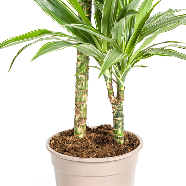 Dracaena Deremensis White Stripe Ø19cm - ↕80cm  BotanicBridge