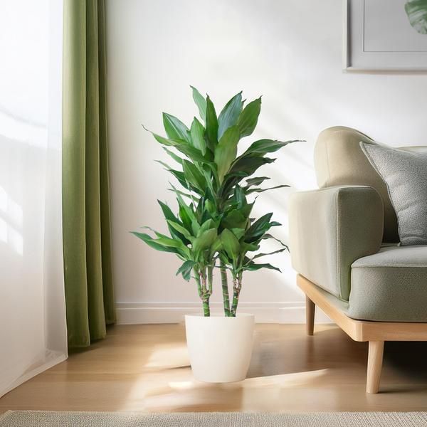 Dracaena  Janet Lindt met Viber wit - 95cm - Ø21  BotanicBridge