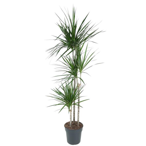 Dracaena Marginata - 160 cm - ø24  BotanicBridge