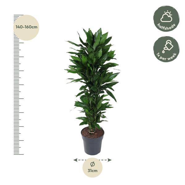 Dracaena Janet Lind vertakt - 130 cm - ø31  BotanicBridge