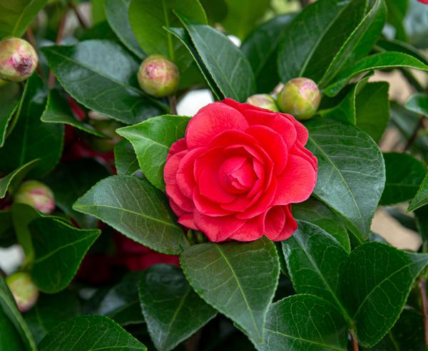 Camellia jap. 'Black Lace' - ↨65cm - Ø19cm  BotanicBridge