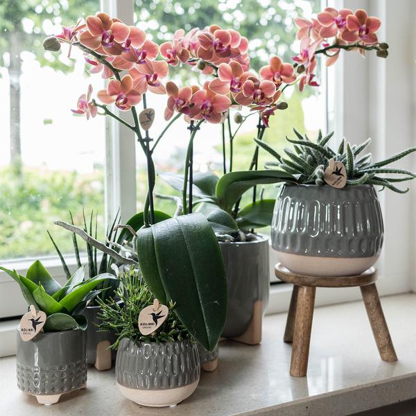 Kolibri Home | Plantenstandaard - Houten planten verhoging Ø12cm  BotanicBridge