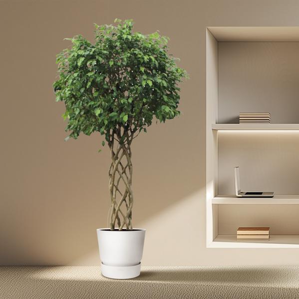 Ficus Benjamina Exotica gevlochten stam - 250 cm - ø55  BotanicBridge