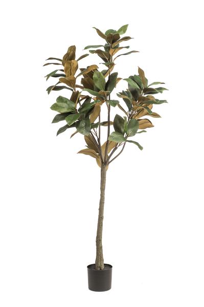 Kunstplant - Magnolia Grandiflora  - 150 cm  BotanicBridge