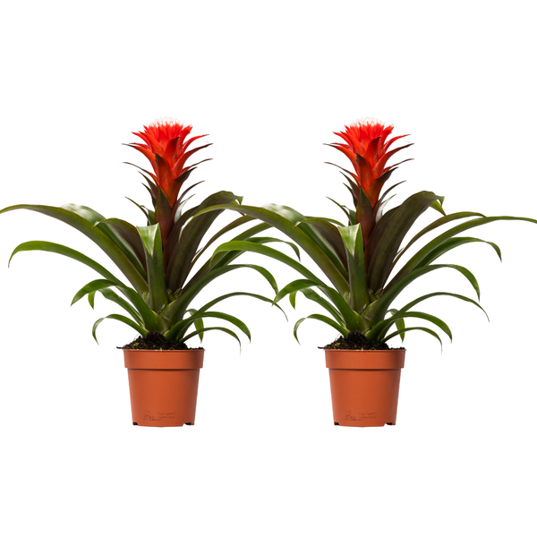 Guzmania Hope - 2 stuks - Ø12cm - ↕40cm  BotanicBridge