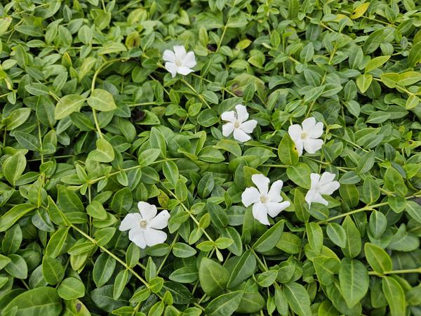 Vinca minor 'Gertrude Jekyll' - ↕10-25cm - Ø9cm - 12x  BotanicBridge