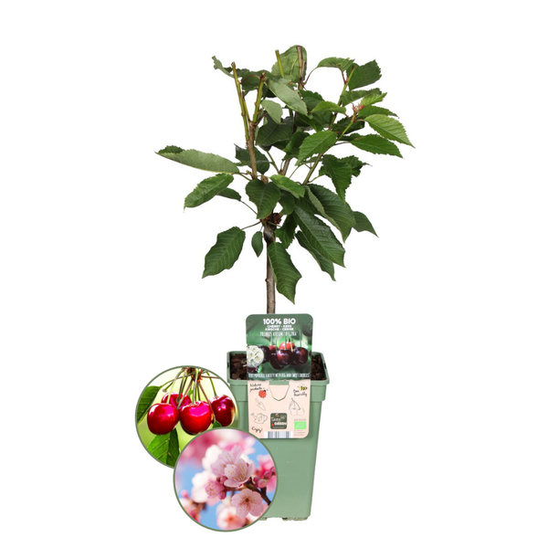 Biologische Kersenboom - Prunus Avium - 1 x Ø 20 cm - ↨ 60 cm  BotanicBridge