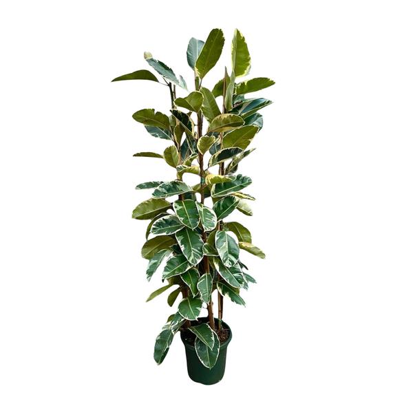 Ficus Elastica Tineke struik - 225cm - ø40  BotanicBridge