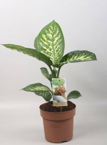 Dieffenbachia Tropic Snow - Ø17cm - ↕60cm  BotanicBridge