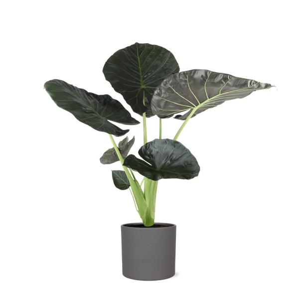 Alocasia Regal Shield Ø24cm - ↕110cm in Era ANTRACIET pot  BotanicBridge