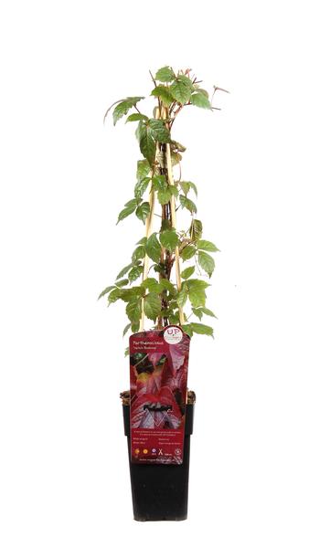 Parthenocissus tricuspidata 'Veitch Boskoop' - Ø15cm - ↕65cm  BotanicBridge