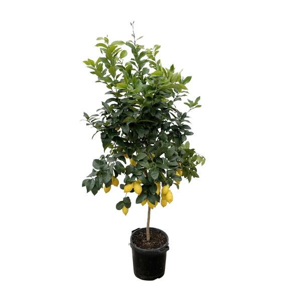 Citrus Lemon - 200cm - ø40  BotanicBridge