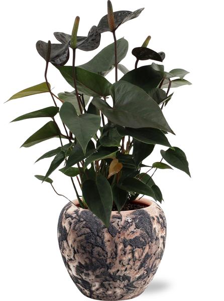 Anthurium Black Love - Ø12cm - ↕36cm + Doug Pot D14x13cm - Zwart Beige  BotanicBridge