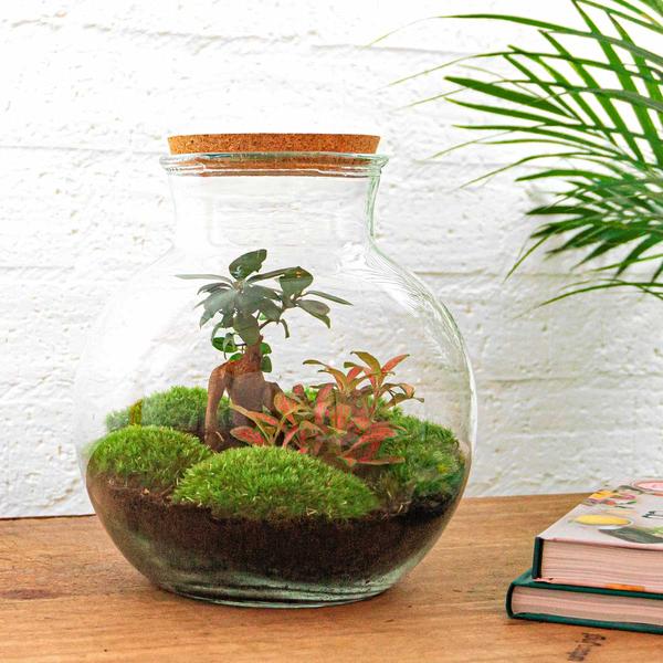 DIY terrarium - Teddy bonsai - ↕ 26,5 cm - Normal  BotanicBridge