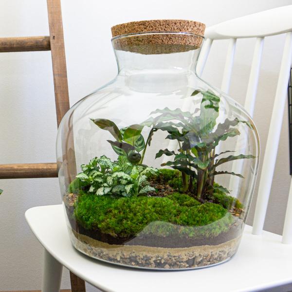 DIY terrarium -  Fat Joe - ↕ 30 cm - Rake + Shovel + Tweezer  BotanicBridge