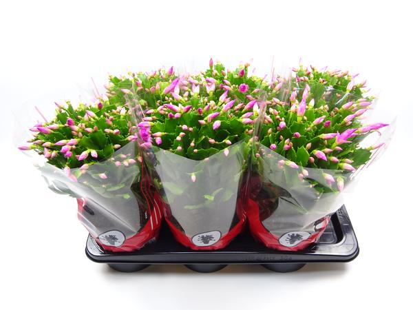 Schlumbergera 17 Cm Rose - Ø17cm - ↕35cm  BotanicBridge