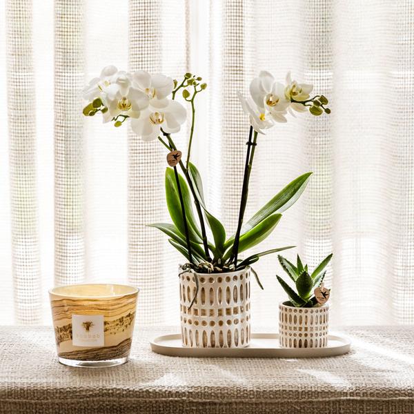 Kolibri Company | Plantenset Le Chic small | Witte Phalaenopsis Orchidee Amabilis  en Succulent incl. keramieken sierpotten op crème organisch dienblad  BotanicBridge