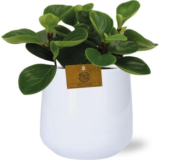 Peperomia Red Canyon - Ø15cm - ↕25cm + Puglia Pot D16,5/18x16cm - Wit  BotanicBridge