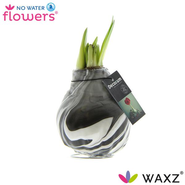 No Water Flowers Waxz® Artooz Earth Black - ↕15cm  BotanicBridge