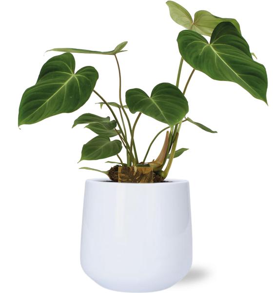 Philodendron Gloriosum - Ø15cm - ↕40cm + Puglia Pot D16,5/18x16cm - Wit  BotanicBridge