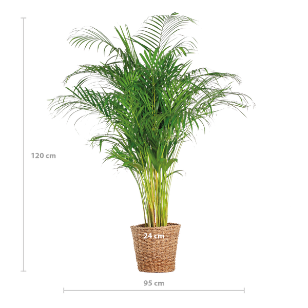 Areca Palm (dypsis) XL met mand Torun - 120cm - Ø24  BotanicBridge