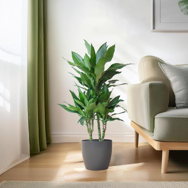 Dracaena  Janet Lindt met Viber grijs - 95cm - Ø21  BotanicBridge