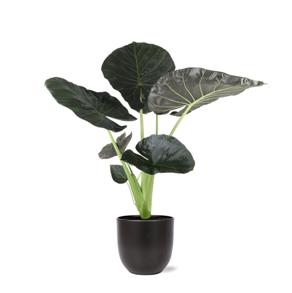 Alocasia Regal Shield Ø21cm - ↕100cm in Boule ANTRACIET pot  BotanicBridge