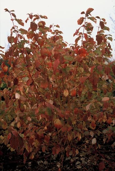 Cornus sang. 'Midwinter Fire' - ↕10-25cm - Ø9cm - 20x  BotanicBridge