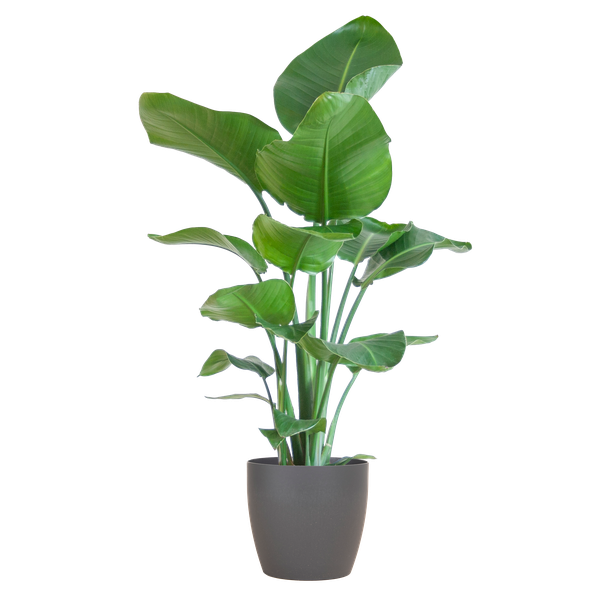 Strelitzia Nicolai met Viber pot grijs - 80cm - Ø21  BotanicBridge