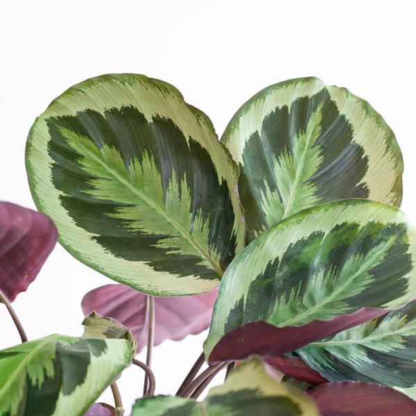 Calathea Medaillon met Viber grijs - 65cm - Ø19  BotanicBridge